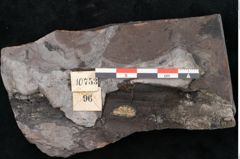 Foto (Detailansicht) von Noeggerathia palmaeformis Goeppert (NHMW-GEO-2024-0188-10753)